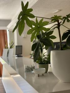 two potted plants sitting on a counter in a room at Osprey Menorca Hotel in Cala en Porter