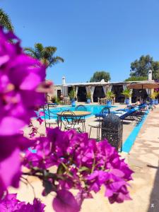 a bunch of purple flowers in front of a pool at Riad Eucalyptus by Caravanserail in Essaouira
