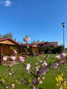 a tree with pink flowers in a yard at Domki przy Akacjowej in Rydzewo