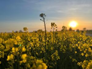 ein Feld gelber Blumen mit Sonnenuntergang im Hintergrund in der Unterkunft Gasthaus Natzke in Usedom Town