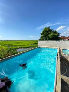 ein Hund schwimmt in einem Pool in der Unterkunft Homestay Anjung Malinja Private Pool Kedah in Yan