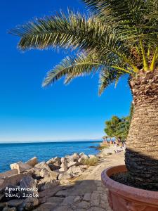 eine Palme am Strand am Meer in der Unterkunft Apartments Dani in Izola