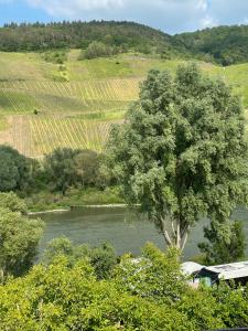 a tree in the middle of a river with a river at Ferienwohnung FM Moselle in Reil +2 photos