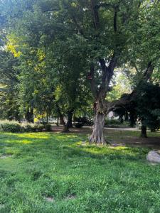 drzewo pośrodku pola trawy w obiekcie VM56 w Budapeszcie