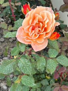 A garden outside Residence Hydria