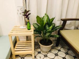 eine Pflanze in einem Topf neben einem Tisch mit einer Lampe in der Unterkunft Mika Homestay Friends House in Hanoi