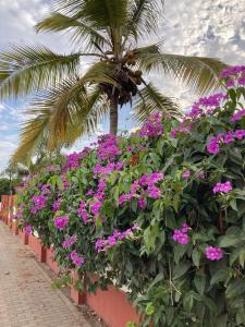 Giardino di Woodstock Palmresort Curaçao