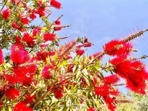 a bunch of red flowers on a tree at Renas Studio near Roda by DadoVillas in Roda +12 photos