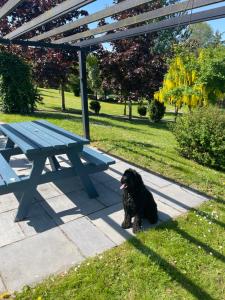 a black dog sitting next to a picnic table at Riverside Lodge in Carlow