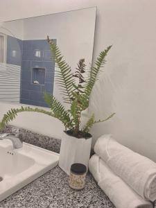 a potted plant sitting on a counter in a bathroom at Hermosa casa en Cabarete, Villa Esperanza in Cabarete