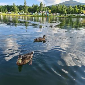 two ducks swimming in the water on a lake at 4 Żywioły - całoroczne domki kopułowe w Sudetach in Stronie Śląskie