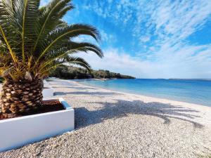 eine Palme an einem Sandstrand am Meer in der Unterkunft Apartments Ivanisevic in Pula