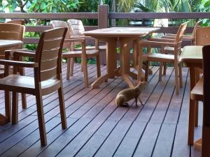 a cat standing on a deck next to a table and chairs at Posada Sian Kaan Playa del Carmen - Wellness Oriented Hotel in Playa del Carmen