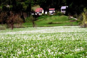 un campo de flores blancas en una colina con casas en Apartment Šefic en Planina