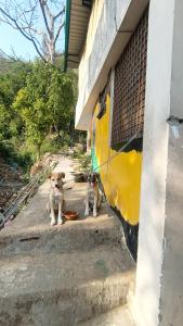 two dogs sitting on the steps of a building at BlaBla Hostel in Rishīkesh