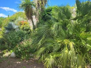ogród z palmami i innymi roślinami w obiekcie Maison verdure & calme w mieście Castries