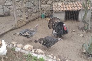 Zvieratá v apartmáne alebo blízkom okolí