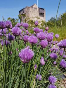 Vonkajšia záhrada v ubytovaní Domaine de la Ferté Clairbois