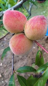 grupa czterech jabłek wiszących na drzewie w obiekcie Welcome homestay w mieście Nainital
