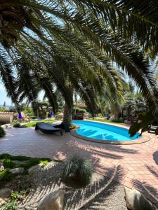 eine Palme neben einem Pool in der Unterkunft Apartments Villa BEAUTY PORTOROŽ in Portorož