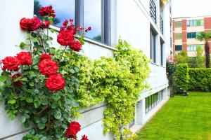 Aed väljaspool majutusasutust Hotel Nessi Locarno