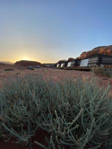 a cactus in the middle of a desert at Discover the life of Wadi Rum camp in Wadi Rum