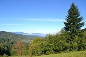 a pine tree on a hill with mountains in the background at Apartamenty Delux-S1 przy trasie S1 in Łodygowice