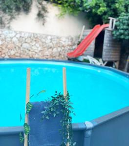 ein Pool mit einer Pflanze, die aus ihm wächst in der Unterkunft shirly three bedroom house in Herzlia