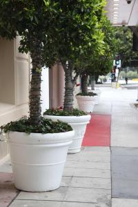 a row of potted trees in white pots on a sidewalk at Hotel Carmel Santa Monica in Los Angeles
