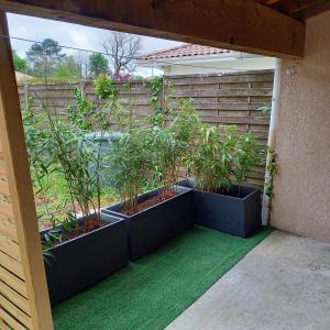 patio z trzema roślinami w doniczkach na ziemi w obiekcie Chambre d'hôte indépendante près de la jalle w mieście Martignas-sur-Jalle