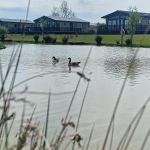 Burgh le Marsh的住宿－Home Farm Park - Static Caravans，两只鸭子在湖中游泳,后面有房子