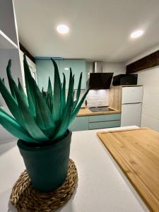 a green potted plant sitting on a counter in a kitchen at Atuaire Home El Martinillo en pleno centro histórico de Burgos in Burgos