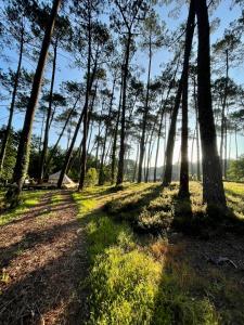 un chemin à travers une forêt où le soleil brille à travers les arbres dans l'établissement Tente Indiana Chênes - La Téouleyre, à Saint-Julien-en-Born