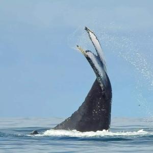 努基的住宿－Ecohotel Bahía Terco，海豚在海洋中,尾巴在水中