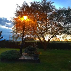 una luz de la calle sentada junto a un árbol en un patio en Argizu Etxea, en Mendexa