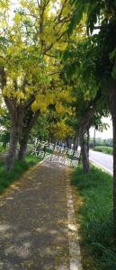 a row of trees lining a road with a white fence at Elegant Stay in Liujiao