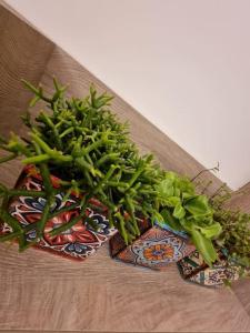 zielona roślina siedząca na stole w obiekcie Ellis Apartment w Atenach