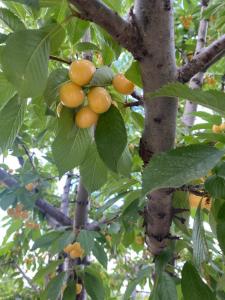 にあるTyana Garden Farm House Cappadociaの木の果実