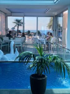 a plant in a pot next to a swimming pool at Senator in Ulcinj