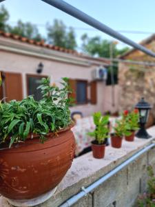 een groep potplanten op een muur bij Afroditi's 2 in Eresos