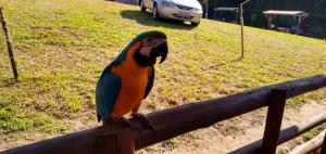 a colorful bird sitting on top of a fence at Chalés Pesqueiro Sitio do Aconchego in Pôrto Feliz