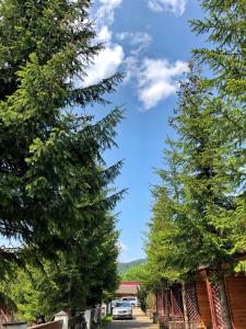 スラブスクにあるAspenの柵の横の庭に大きな松の木