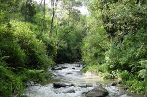 a river in the middle of a forest with trees at Rockwood Karkloof Forest Lodge & Mountain Cabin in Karkloof Nature Reserve