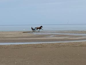 a person riding a horse on the beach at Bener'Inn Au calme Une maison 3 chambres 125 m2 ou Une maison 2 chambres 50 m2 ou les 2 maisons in Bénerville-sur-Mer