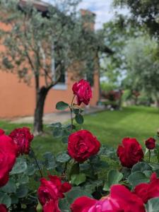 een groep rode rozen in een tuin bij Il giardino delle rose in Spello