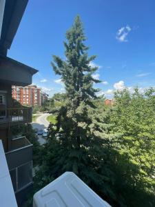 un gran pino en el balcón de un edificio en ZOJA Apartments, en Kavadarci