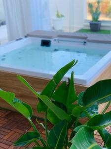 een groene plant voor een zwembad bij DaLù suite terrace in Bari