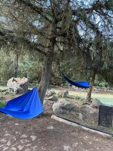 een paar blauwe hangmatten onder een boom bij Mi casita de madera in Segovia