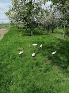 a group of birds sitting in the grass at Ferienhaus Putzke in Stadtilm