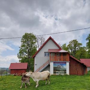 two cows standing in a field in front of a barn at Domaćinstvo Krstajić - Rural holiday in Žabljak